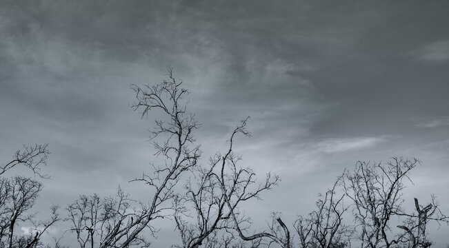 Silhouette dead tree on dark dramatic sky and white clouds background for a peaceful death. Despair and hopeless concept. Sad of nature. Death and sad emotion background. Dead branch unique pattern.