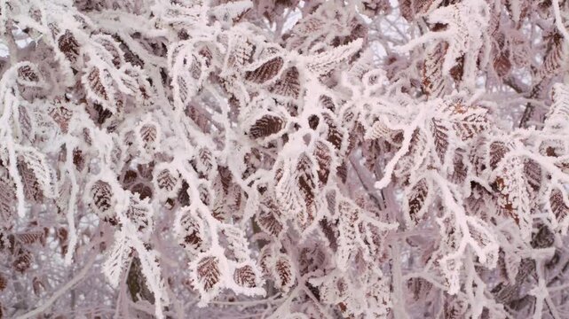 Beautiful frost-covered brown leaves on tree branches in a winter wonderland setting