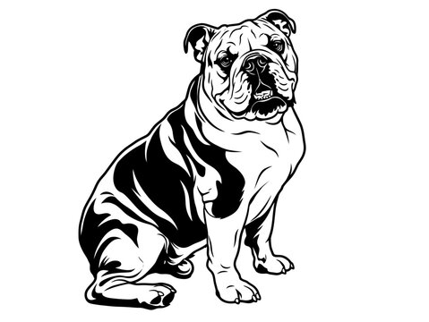 black and white buldog vector illustration 