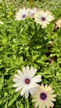 Pale Osteospermum Flowers Rising Above Dense Green Foliage