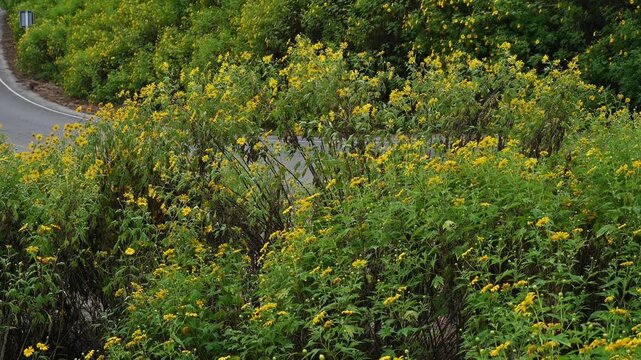 Mexican sunflower (or Tithonia diversifolia) blooming in the nature. The plant is harvested from the wild for local use as a medicine and fuel.