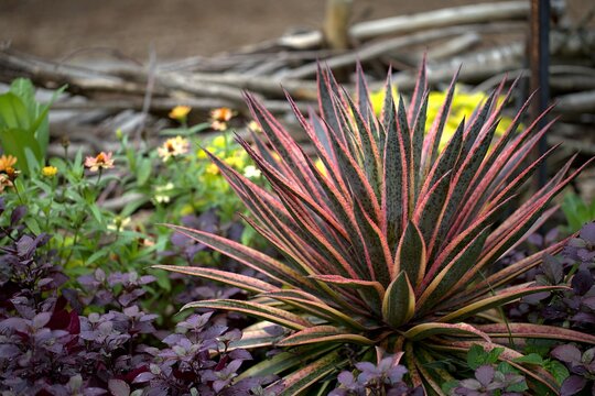 Vibrant Mangave Kaleidoscope plant displaying striking variegated lance-shaped leaves with rosy pink margins in a garden.