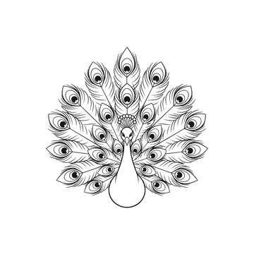 Intricate Line Art Drawing of a Peacock Tail Display
