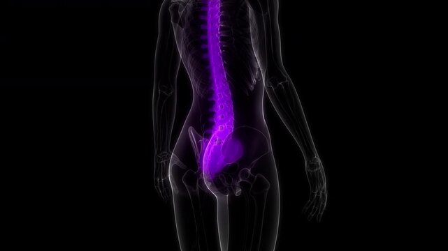 Spinal Cord Vertebral Column of Human Skeleton System Anatomy Animation Concept