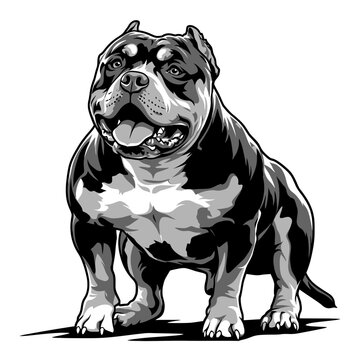 Black and white vector illustration of a muscular American Bully dog standing firm.