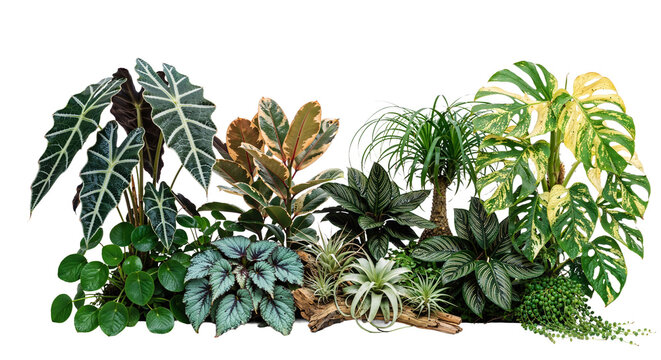 Tropical plants with colorful leaves on a transparent background