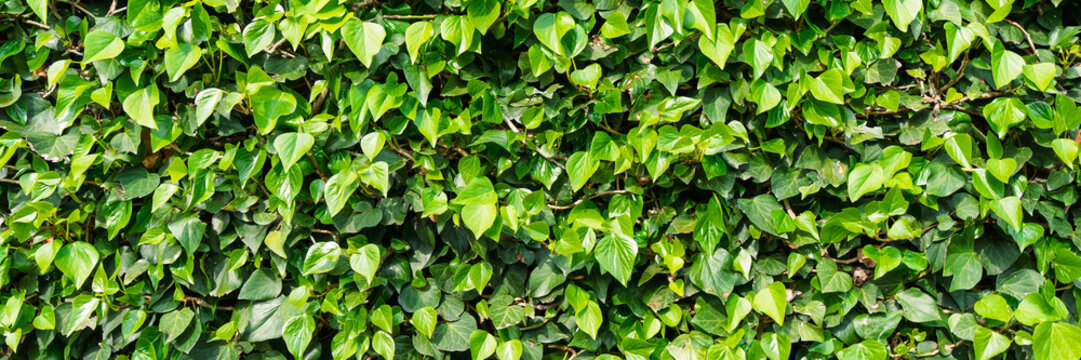 A dense and vibrant green ivy hedge wall captured in the Netherlands. This natural foliage background is perfect for garden design, eco-friendly concepts, and organic textures.