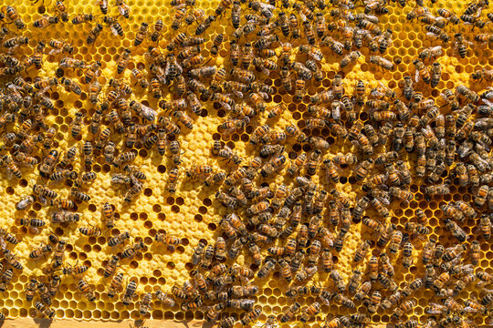 Close up view of a busy honey bee colony working on a wax honeycomb frame inside a wooden beehive. The bees are actively producing honey and maintaining the hive structure.