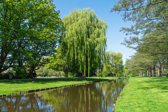 A scenic view of a tranquil canal flowing through a lush green park in the Netherlands during spring, featuring a large weeping willow tree and vibrant foliage under blue sky.