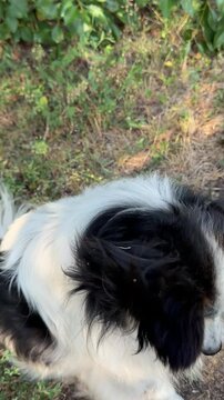 Derpy dog looking at camera, vertical video