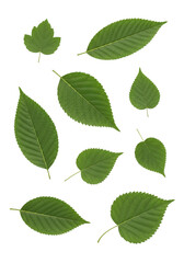 Fototapeta premium Collection of various green leaves with serrated edges and distinct veins , for botanical and, nature-themed png. ai generated isolated on a transparent background