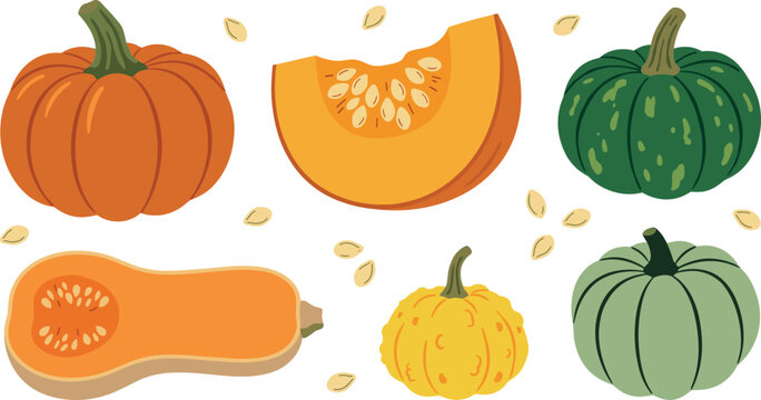 PrintAutumn pumpkin vector illustration set featuring orange, green, yellow, and butternut squash varieties with slices and scattered seeds isolated on white background.