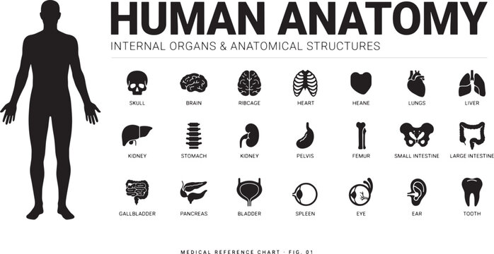 Human anatomy chart featuring internal organs and structures set now