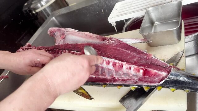 Close-up of a chef scraping meat from the backbone and ribs of a young bluefin tuna (meji) with a spoon in a Japanese izakaya kitchen.