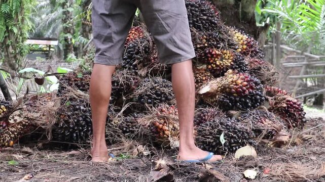 Close-up view of palm oil fruit weighing activity