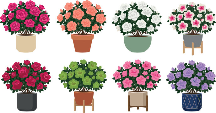 Potted azalea flower plants vector set featuring colorful blooming rhododendron bushes in decorative ceramic planters for home interior decor