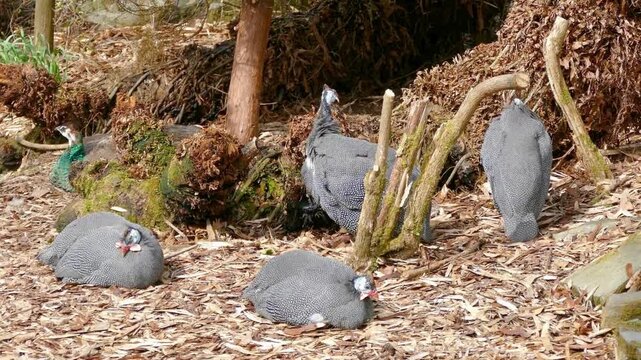 Helmeted guineafowl preening their feathers while sitting on the ground in a sunlit forest