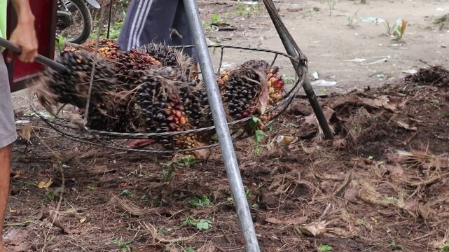Close-up view of palm oil fruit weighing activity