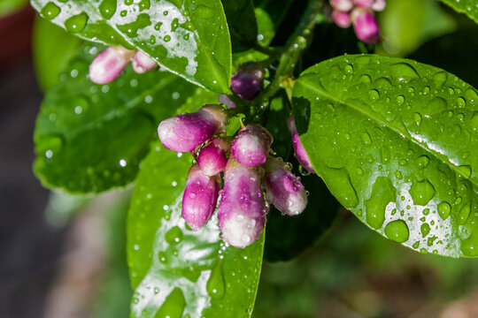 Boutons floraux d&rsquo;agrumes 