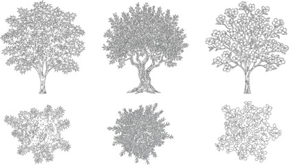 Fototapeta premium Set of detailed tree sketches. Hand drawn botanical illustrations. Collection of nature plant icons.