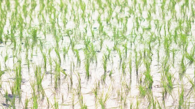 Newly planted young green rice seedlings in a flooded paddy field, traditional Asian agriculture plantation background with bright water reflection.