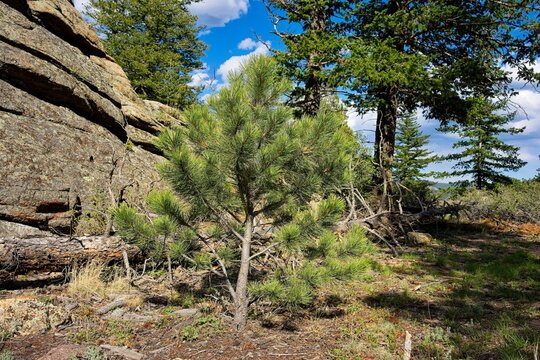 Small pine tree in forest