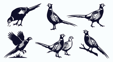 Fototapeta premium Ring-Necked Pheasant Silhouettes and Illustrations Vector Set