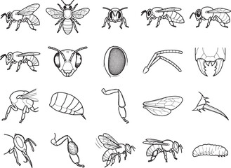 Fototapeta premium Collection of scientific illustrations depicting various anatomical parts and stages of a bee's life cycle, showcasing its intricate details and biological features for educational purposes.