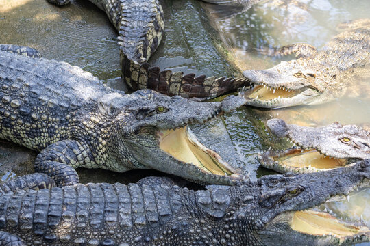 Siamese crocodiles kept on crocodile farms near My Tho, Vietnam