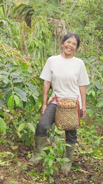 Portrait, arabica farmer  on plantation, field, or farm, smiling, looking at camera, an old balinese woman, harvested red ripe coffee cherries or berries in woven basket, grey hair and wrinkles, in gu