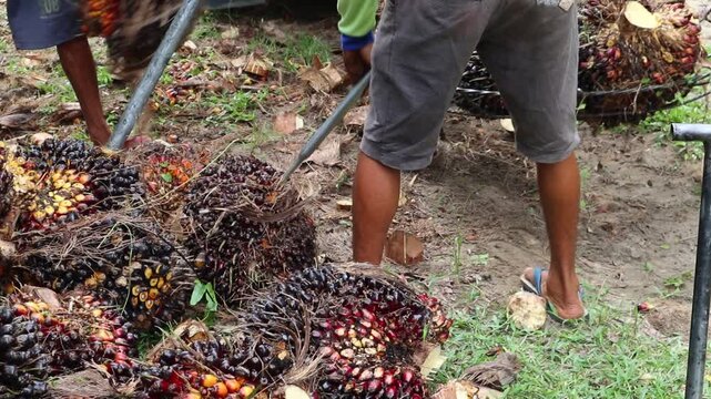 Close-up view of palm oil fruit weighing activity