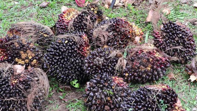 close-up view of ripe oil palm fruit