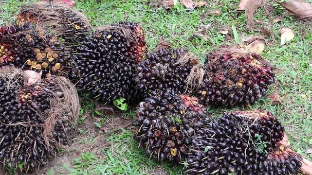 close-up view of ripe oil palm fruit