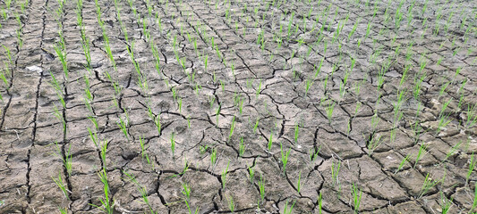 Rice seedlings in a paddy field growing racked and dry soil in arid areas landscape © ADP
