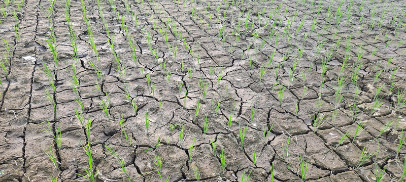 Rice seedlings in a paddy field growing racked and dry soil in arid areas landscape