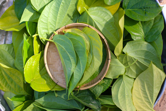Fresh heart-shaped betel leaves, a traditional Asian herb for medicine and chewing paan.