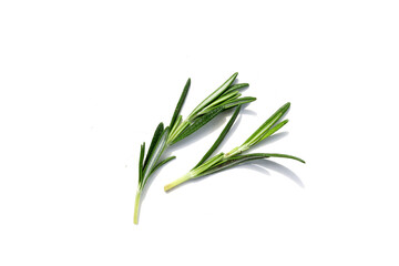 Fototapeta premium Fresh rosemary on a white background