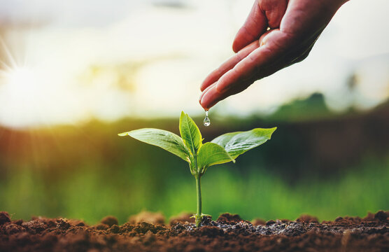 Hand gently waters a young green sprout