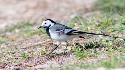 Obraz premium sparrow on a grass