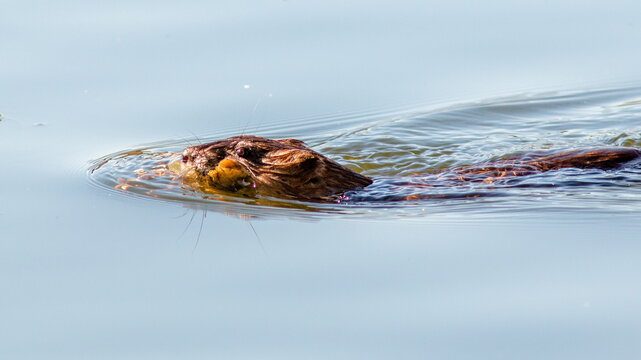 turtle in the water