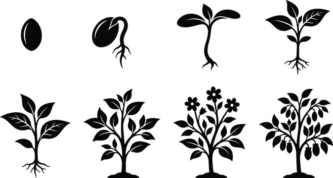 Black silhouette illustration showing eight stages of plant growth from seed germination to flowering and fruit-bearing maturity