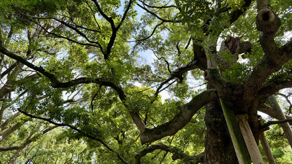 Fototapeta premium Twisting Tree Branches Forming a Natural Green Canopy