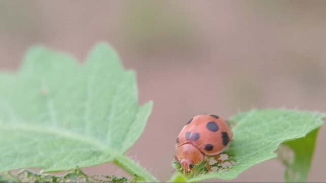 ladybird on a leaf