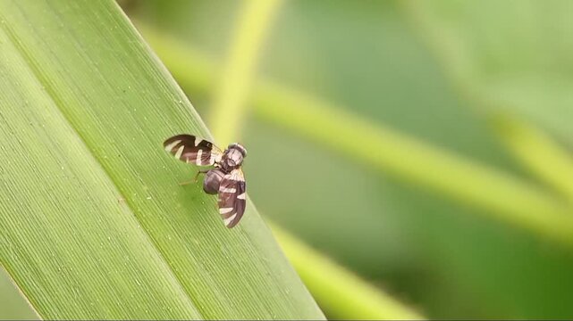 small fly on a green leaf