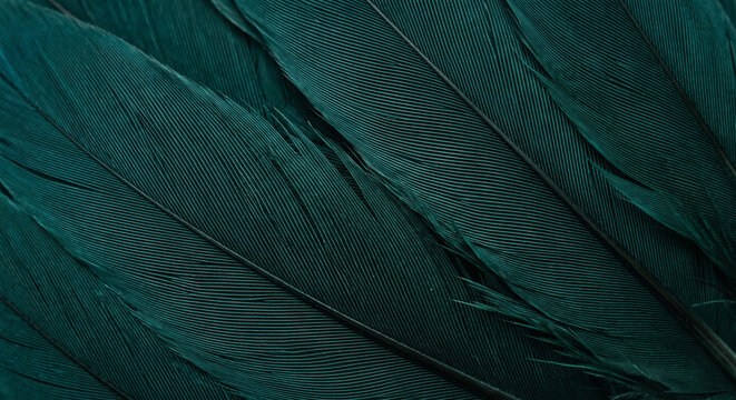 Extreme macro of overlapping dark teal feathers with fine parallel barbs and rich emerald blue texture