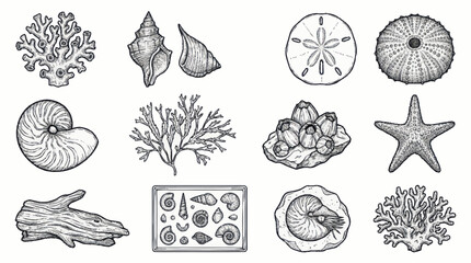 Detailed Black and White Illustration of Marine Life and Fossils. © Untung