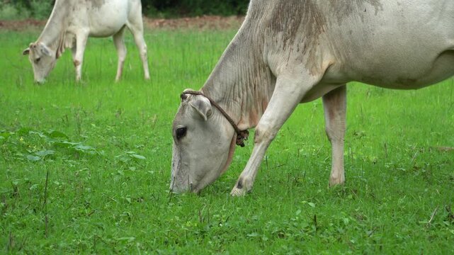 Close-up of a white Indian zebu cow grazing in a lush green pasture with another cow in the background. Ideal for agriculture, livestock, dairy farming and rural India.