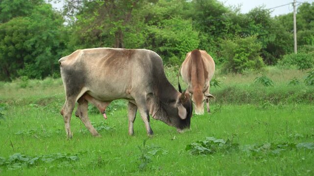 Two Indian zebu cows grazing on fresh green grass in a peaceful rural landscape. Ideal for agriculture, dairy farming, livestock, countryside, and sustainable farming.