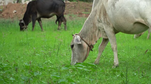 Close-up of a white Indian zebu cow grazing on green pasture with another cow in the background. Ideal for agriculture, dairy farming, livestock, rural India, and nature.