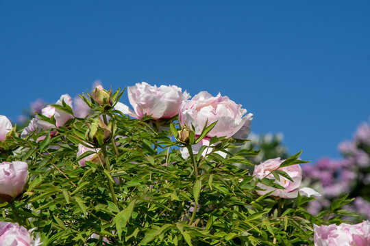Peony bud Bloom White Tree Peonies Bush garden with Pink petal Flowers nature